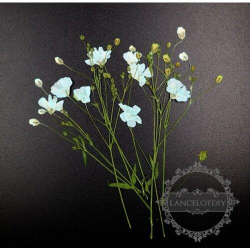 5-9cm blue real dry pressed flower branch craft for DIY glass dome resin filling 8pcs each pack 1503155