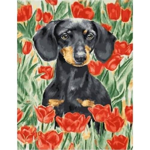 Cioioil-T1311 Dachshund in poppies Painting By Number Wall Art Picture Paint By Number Canvas Painting Artwork