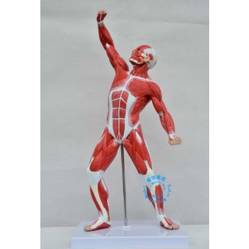Free shipping&Art medical, 50cm human muscle model, muscle model, human sketch, ex - price.human model