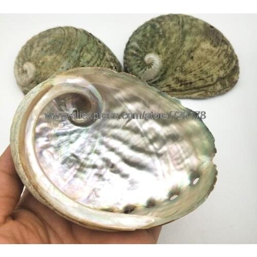 9-10cm 5pcs/lots High quality Natural Abalone Shells Seashells Home Aquarium Landscape for DIY Nautical Decor Jewelry Holder