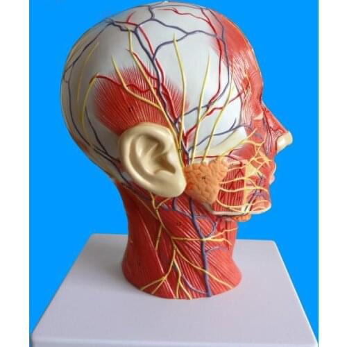 Human skull section with muscle neurovascular head sagittal cross-sectional micro-surgery model with blood vessels and nerves
