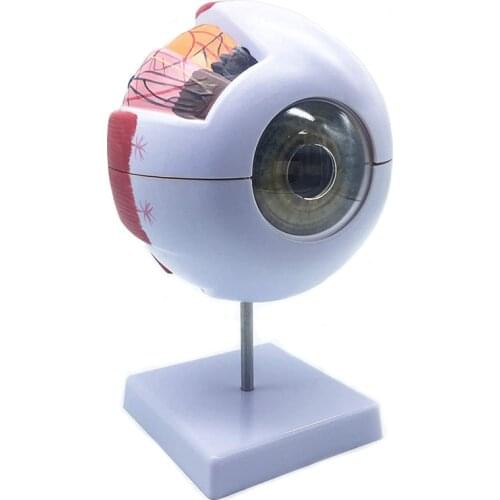 Human Eyeball Model Eye Magnification Model Eye Anatomy Model School Teacher Guides Human Eyeball Teaching Model Medicine