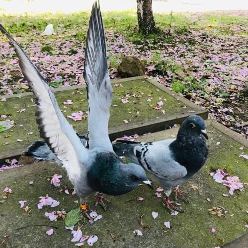 1Pcs real Taxidermy Eurasian pigeon Columba specimen Teaching / Decoration