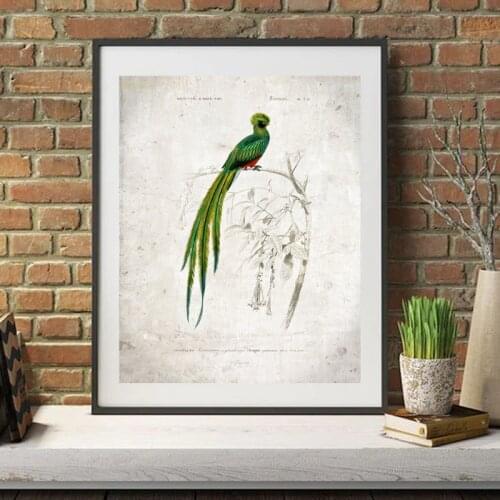 Quetzal Bird Vintage Print Beautiful Birds Illustration Poster Retro Wall Art Canvas Painting Picture for Living Room Home Decor