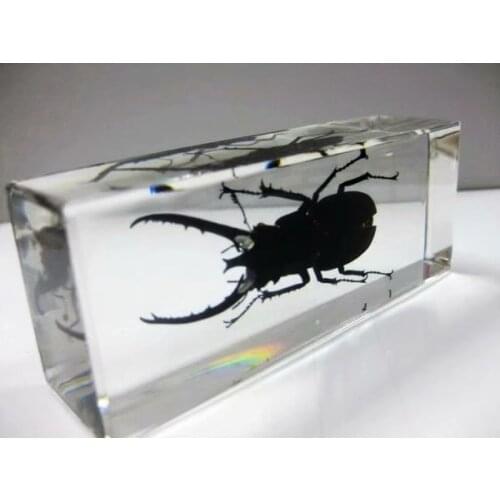 FREE SHIPPING Discount Sale Creative NO 6 Style Specimen Books Tools Home Decorative Gift