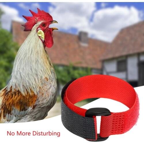 4pcs Rooster Collar No Crow Rooster Neck Collar Belt for Chickens Rooster Neck Collar Supplies Nylon Collar Rooster Supplies