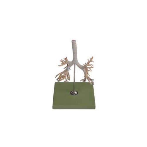 Bronchial tree model human tracheal bronchial tree model left and right main bronchus pulmonary lobe bronchi