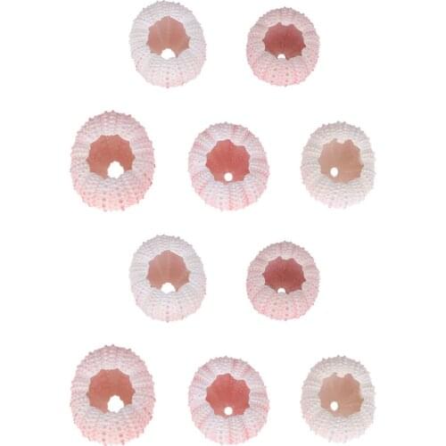 10Pcs Natural Sea Urchin Shell Home Ornament Party Decoration Air Plant Pot