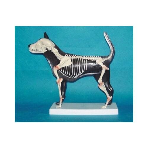 Dog Bones model animal Anatomical Model Medical Teaching Aids free shipping