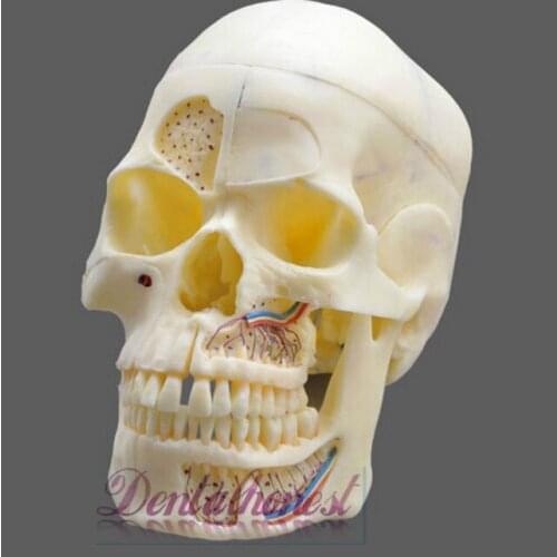 Dentalmall Dental Model #5004 02 - Detachable Pro Skull Model Dental teaching model