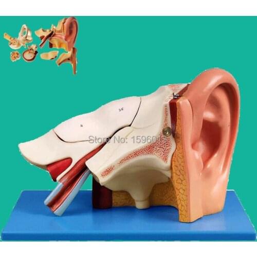 Ear Anatomical Model, Advanced Three times Ear Model, Ear structure model