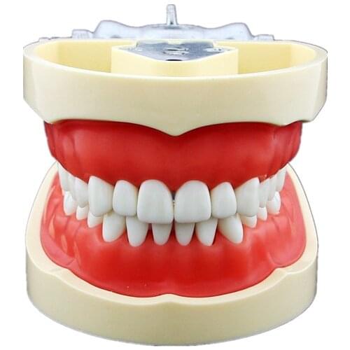 Removable Teeth Model with Screw practise teeth replacement nissin in Dental Standard Teeth Model for Dental Practice