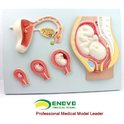 Human embryo embryo development process model fertilized egg uterine tissue embryo model