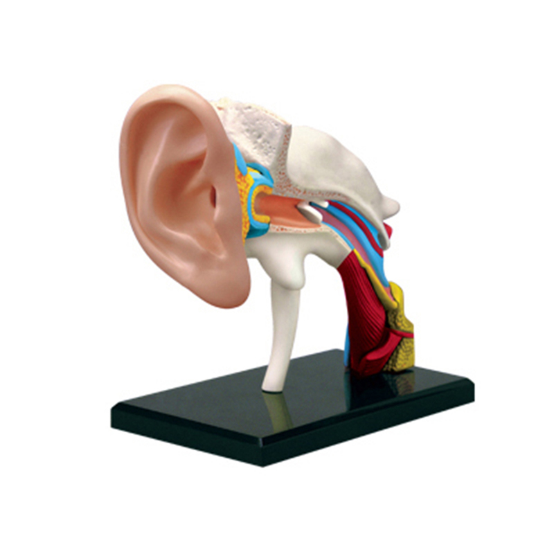 Ear canal 4d master puzzle Assembling toy human body organ anatomical model medical teaching model