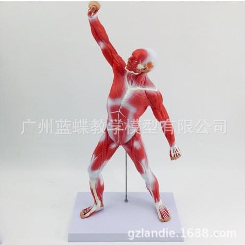 50CM Human Skull Skeleton Human Muscle Anatomy Model Anatomical Anatomy Superficial Muscle Artist Anatomy Model Muscular System