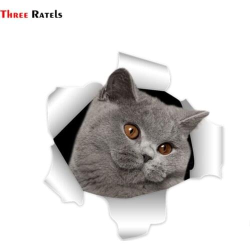 Three Ratels C307 cute 3D british shorthair cat wall decal for baby rooms car body sticker