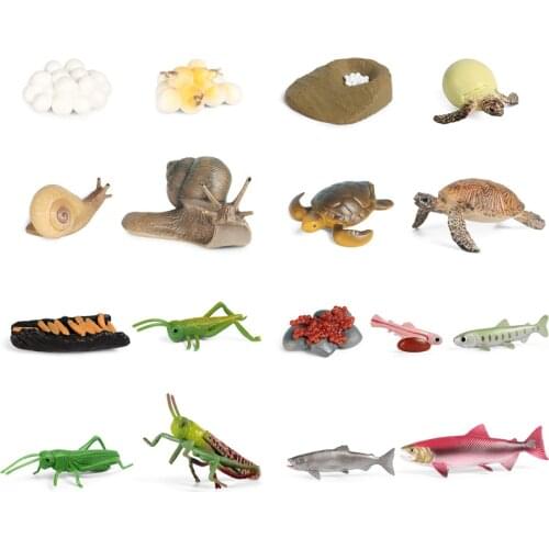 Kids Gift Simulation Animals Life Cycle Animal Figurines Locust Salmon Sea Turtle Snail Growth Cycle Model Figures Toys Play Set