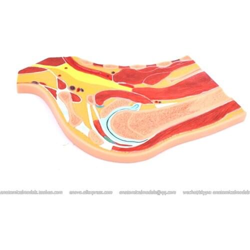 CMAM/12715 Shoulder Joint Section, Medical Extremities Anatomical Human Model