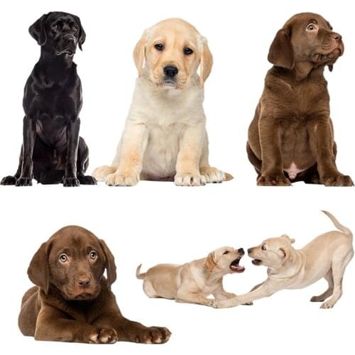 Three Ratels QC388 HD pixel Labrador Retrievers Waterproof dog sticker Vinyl auto Wrap for car hood laptop home decora decals
