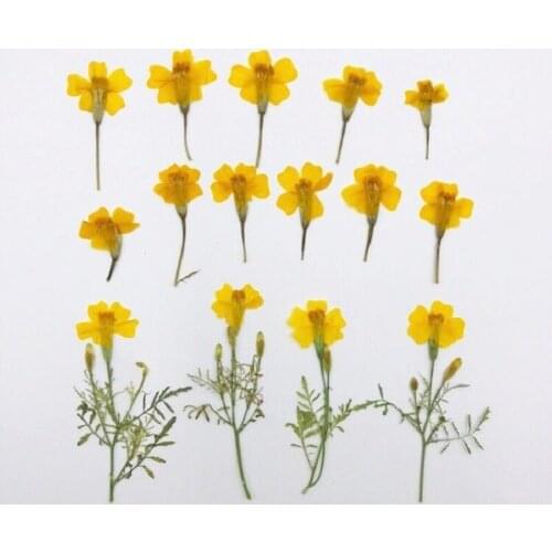 120pcs Pressed Dried Tagetes Patula L Flower Herbarium For Epoxy Resin Jewelry Making Bookmark Face Makeup Nail Art Craft