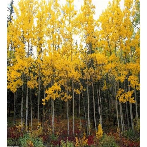 VinylBDS Newborn Backdrop Yellow Leaf Photography Background Newborn Red Flowers For A Photo Shoot