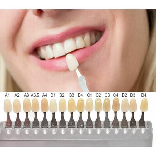 Dental Equipment Modelo Dientes