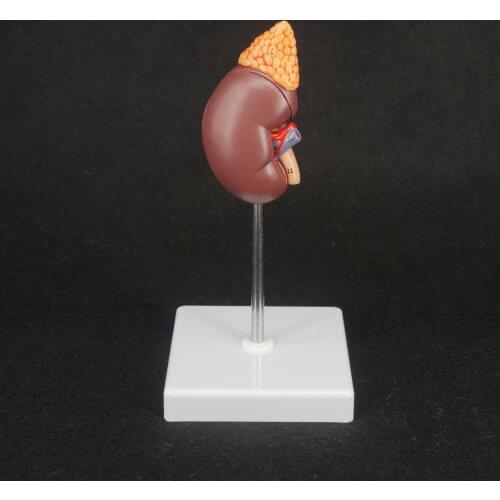 Human Kidney with Adrenal Gland Anatomical Medical Model Urology Anatomy Natural Life Size