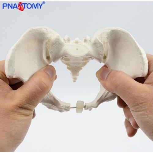 Mini Pelvis Model Human Skeleton Model Specimen Hip Skeleton Anatomy Medical Tool school Used 1:2 Pubis Skeletal Educational