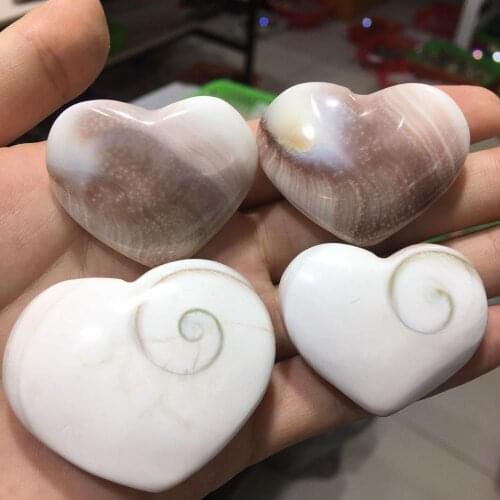 Natural Fossil Sun Shell Love DIY Mineral Specimen Collection Decoration