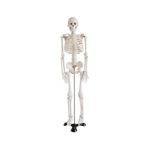 Teaching simulation of the whole body skeleton model 42CM free shipping