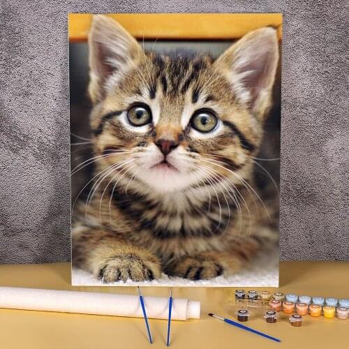 Animal Cat Paint By Numbers Kit Oil Paints 40*50 Painting On Canvas Wall Decoration Children Drawing
