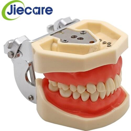 Removable Dental Model Dental Tooth Arrangement Practice Model With 28 pcs Dental Granule and Screw Teaching Simulation Model