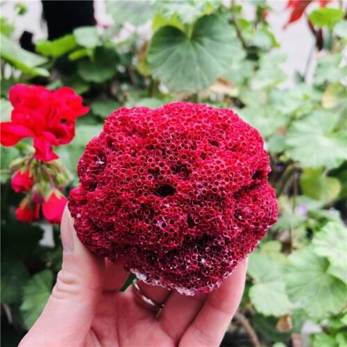 100% Natural red Coral Aquarium Decor Fish Tank Decoration Aquarium Landscaping Ornaments Home Decoration