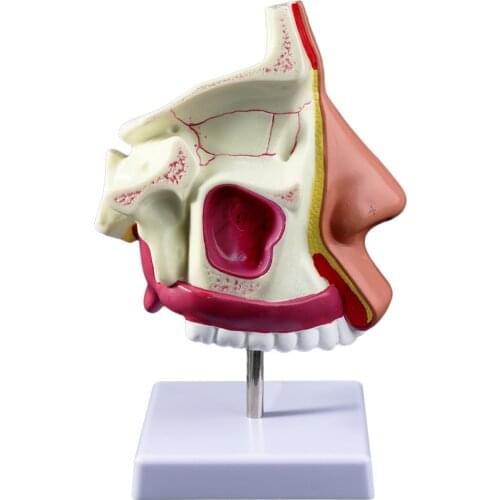 Human Nasal Cavity Anatomy Model Anatomy Model of The Nasopharyngeal for Learning Demonstration Teaching Model