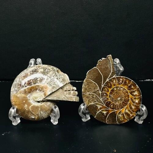 New!!! Natural Septarium Crystal Skull Carved Figurine Home Decoration Gemstone Collection Reiki Stone