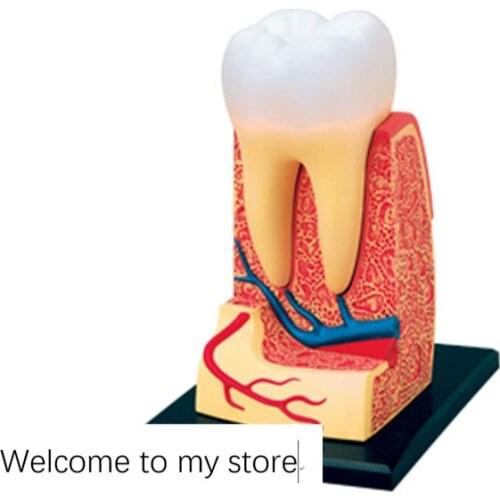 Anatomy assemble tooth human organs anatomy group assembled model medical teaching aid