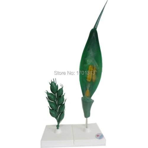 Magnification Wheat flower model Special decoration Family personalized decorative Figurines