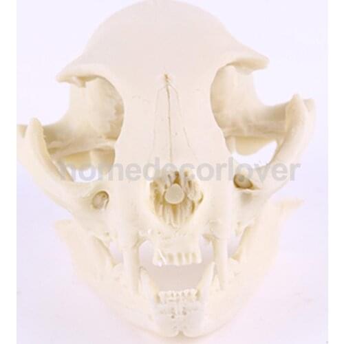 Realistic Cat Skull Replica Medical Teaching Skeleton Model Collectibles