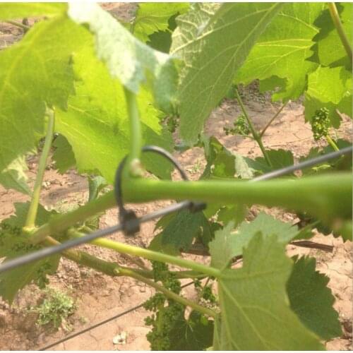 30PCS 5.5cm 6cm 6.5cm Garden Plant Vegetable Grafting Clips Fastener Vines Grape Support Plants Vegetables Fixed Buckle Hook