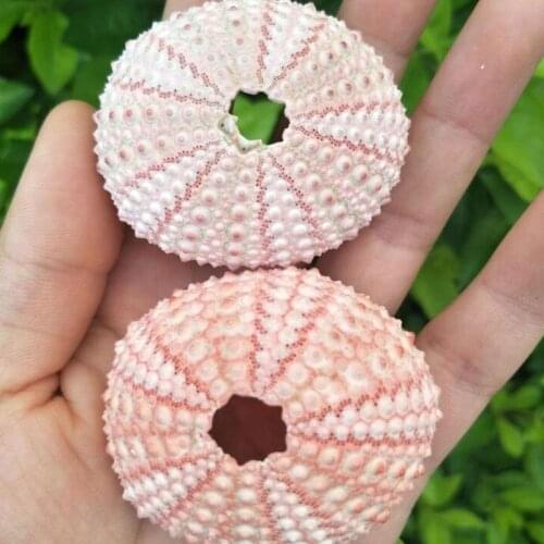4pcs Natural Sea Urchin Shells Delicate Durable Pineapple Planting Pots Conch Shells Random Color