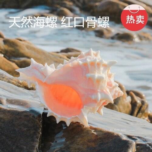 Hot Sale Natural Conch and Shell Star Moon Shell Red Rock Shell Collection Gift Hermit Crab Crustacean Scallop and Fish Coral