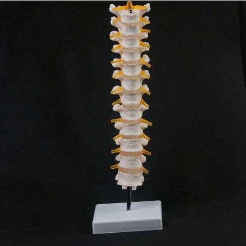 Lifesize Human 12 Thoracic Vertebrae Skeleton cervical Spine Anatomical Model