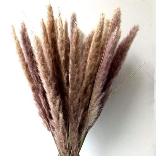 15Pcs Dried Small Pampas Grass Flowers Pantas Artificiales Para Decoracion Real Plants Home Decor Wedding Decoration