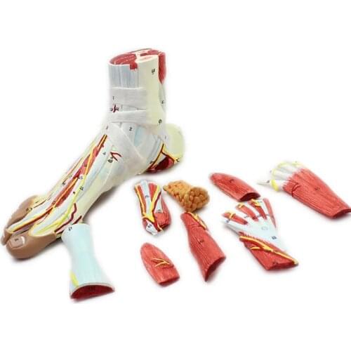 Human Foot Muscle Hierarchical Structure Anatomical Model Foot Joint Neurovascular Ligament Foot Surgery