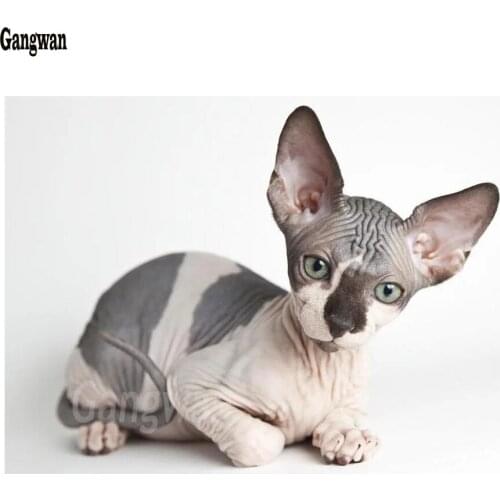 Cat 3d diy diamond embroidery full square round Animal Sphynx 5d diamond painting crosss stitch mosaic Baby Kids room Decor gift