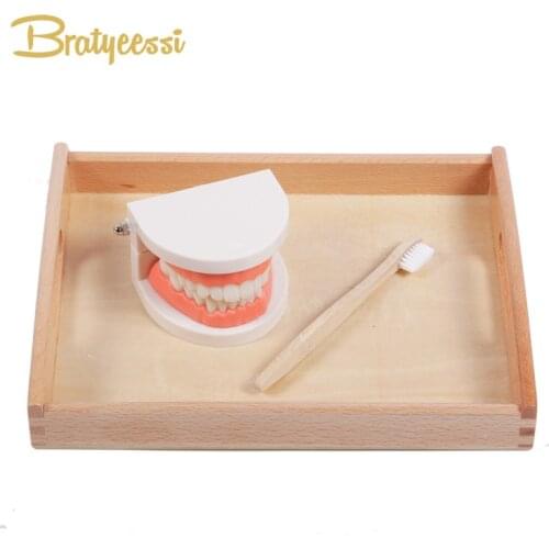 Montessori Toys Brush Teeth Teaching Aid Early Educational Kids Toys Kindergarten Denture Model Baby Tooth Brushing Training