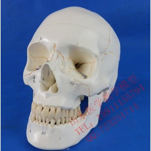 Quality 3 parts Skull model numbered medical skull model with digital number