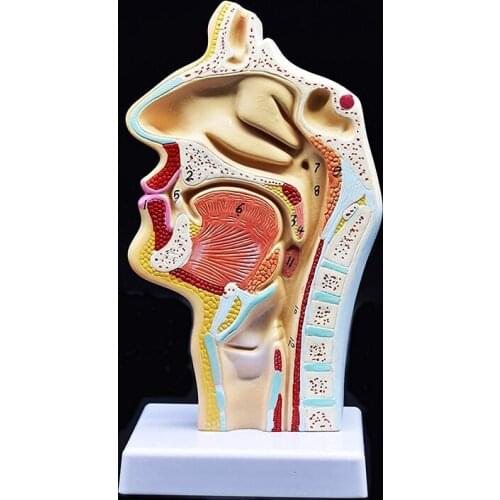 Human Anatomical Nasal Cavity Throat Anatomy Model For Science Clroom Study Display Teaching Model