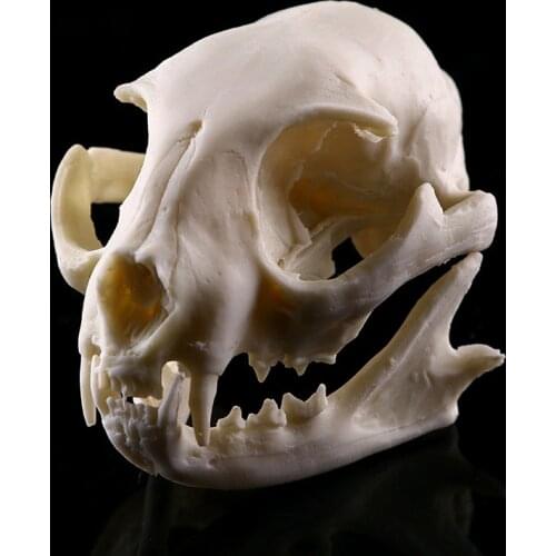 Realistic Lucky Cat Skull Model Resin Replica Skeleton Medical Teaching Sculpture Teaching Skeleton Model Halloween Decoration