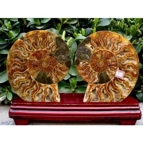 Best a pair of half&cut Ammonites Jurassic Fossil Madagascar+stand